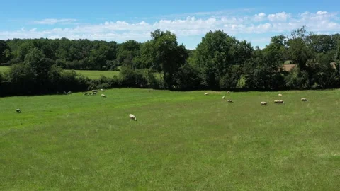 Group of sheep grazing in a field Stock Footage 144377700