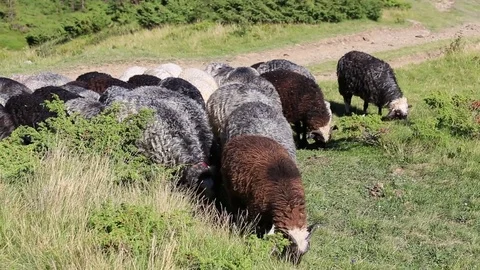 Group of sheep grazing grass on a green hill in Carpathian mountains, summer Stock Footage 83333600