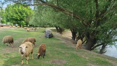 A group of sheep grazing on green grass near a riverbank. Stock Footage 310037212