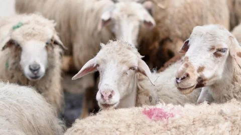 Group of sheep grazing in a pasture, close-up view of woolly coats Stock Footage 332895447