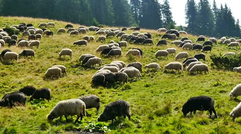 Group of sheep grazing on the pasture Stock Footage