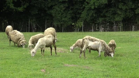 Group sheep grazing in the pasture. Stock Footage 77623613