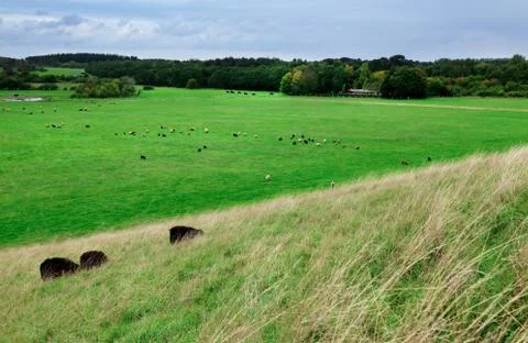 Group of sheep grazing Stock Photos