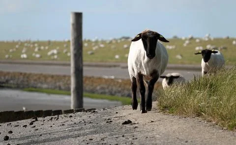 Group of sheep heading for another part of the dyke Stock Photos