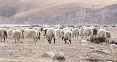 Group of sheep in high altitude mountain Stock Footage 144514229