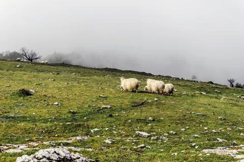 Group of sheep high in the mountain Stock Photos