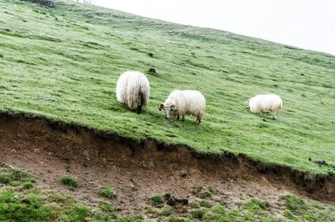 Group of sheep high in the mountain Stock Photos