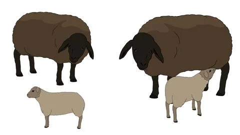 Group of sheep including brown and white ones grazing farm animals family Stock Illustration