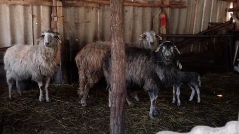 Group of sheep, including a young lamb, standing together inside a barn with Stock Footage 336745585