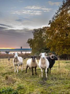 Group of sheep looking in camera Stock Photos