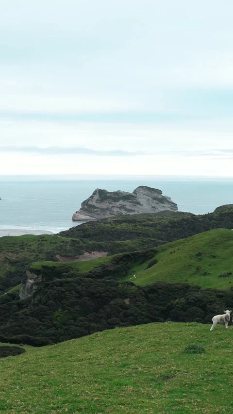 Group of sheep looking curious at the camera in amazing view of green hill .. Stock Footage 289098899