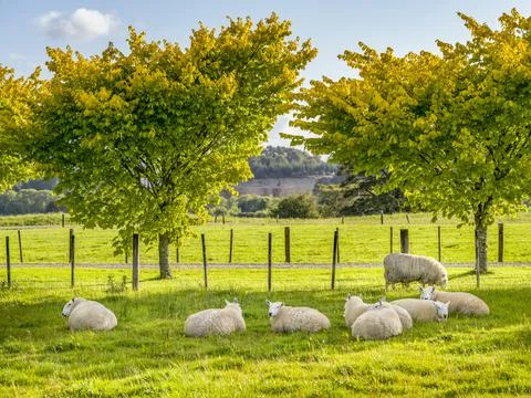 Group of Sheep lying down and grazing in field 写真素材