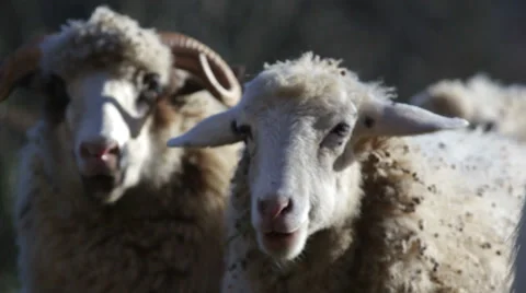 Group of sheep on a mountain, closeup Video stock 34132862