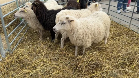 Group of sheep in a pen on straw bedding Stock Footage 286391197