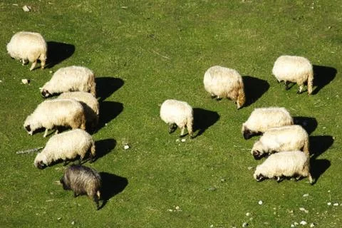A group of sheep Stock Photos