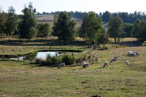 Group of sheep Stock Photos
