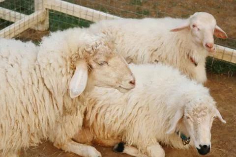 Group of sheep Stock Photos