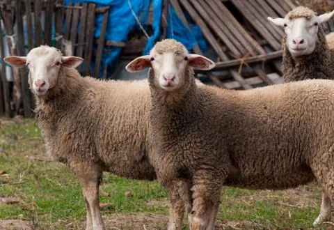 Group of sheep Stock Photos
