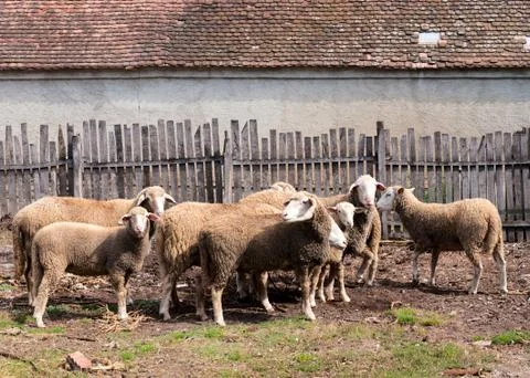 Group of sheep Foto stock