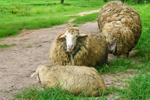 Group on sheep Stock Photos