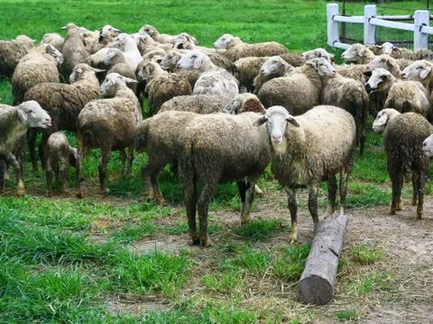 Group of sheep Stock Photos