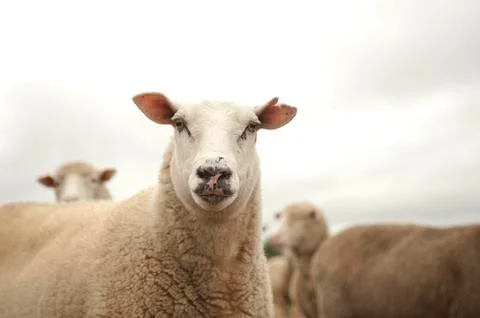 Group of sheep Stock Photos