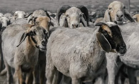 The group of sheep Stock Photos