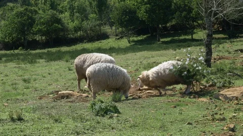 Group of Sheep Playing Together Video stock 96489404