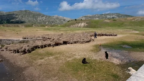 Group of sheep quenching their thirst on the heights of Campo Imperatore Abruzzo Stock Footage 157899385