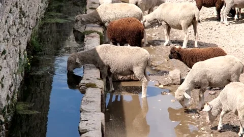 Group of sheep quenching their thirst on the heights of Campo Imperatore Abruzzo Stock Footage 157899545