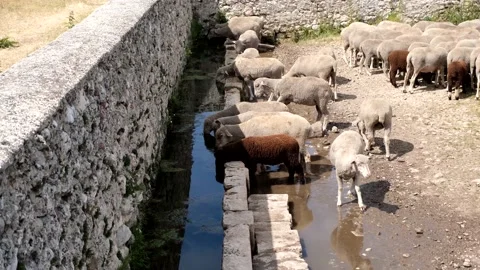 Group of sheep quenching their thirst on the heights of Campo Imperatore Abruzzo Stock-Footage 157899571