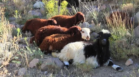 A group of sheep relaxing in the mountains Stock Footage 55809868