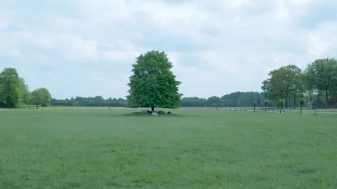 Group of sheep resting under a large tree in a green meadow 스톡 동영상 336845575