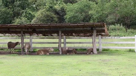 A group of sheep rests under a thatched shelter on a serene farm. Stock Footage 282897868