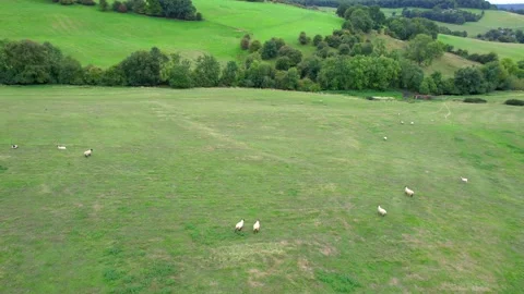 Group of sheep running around the meadow, near Gloucester Stock-Footage 216856455