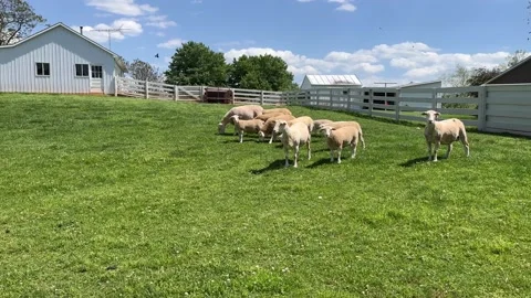 Group of sheep running Stock Footage 197438323