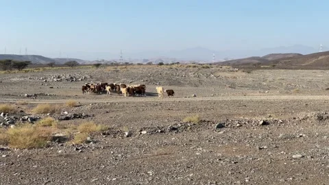 Group of sheep running  Stock Footage 233854561