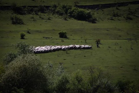A group of sheep with the Shepherd in plain summer. Stock Photos