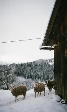 Group of Sheep in Snowy Barnyard by Rustic Barn with Forest Backdrop Stock Photos