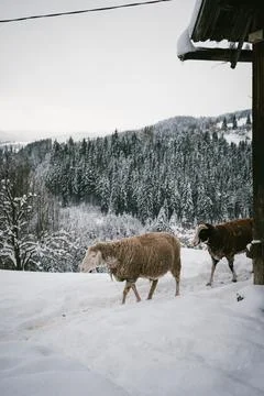 Group of Sheep in Snowy Barnyard by Rustic Barn with Forest Backdrop Stock Photos