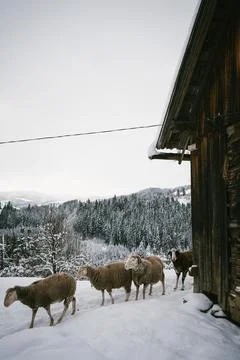 Group of Sheep in Snowy Barnyard by Rustic Barn with Forest Backdrop Stock Photos