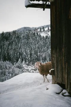 Group of Sheep in Snowy Barnyard by Rustic Barn with Forest Backdrop Stock Photos