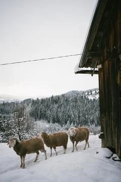 Group of Sheep in Snowy Barnyard by Rustic Barn with Forest Backdrop Stock Photos