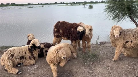 Group of sheep standing and resting together near water with natural rural Stock Footage 316846981