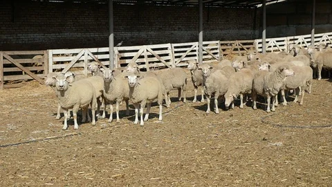 Group of sheep standing and staring on a farm with a fence in summer in slo-mo Stock-Footage 99316984