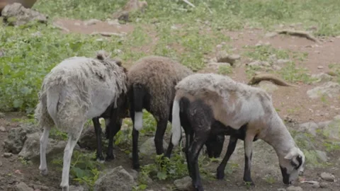 A group of sheep standing on top of a dirt field Stock Footage 155393704