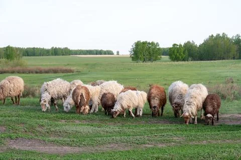 Group of sheep with thick wool grazing on lush green pasture in natural setti Stock Photos