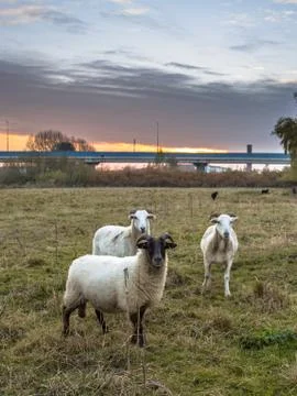 Group of sheep in urban setting Stock Photos