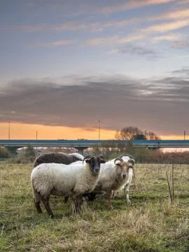 Group of sheep in urban setting under sunset Stock Photos