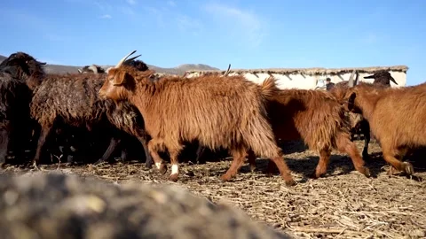 a group of sheep in uzbekistan | Stock Video | Pond5